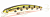Воблер Fishycat Tigercub 170F X06