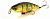 Воблер Jackall Squad Minnow 95 ghost g perch