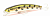 Воблер Fishycat Tigercub 205F X06