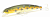 Воблер Fishycat Tigercub 170F X08